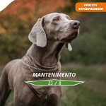 Mantenimento 23/8
